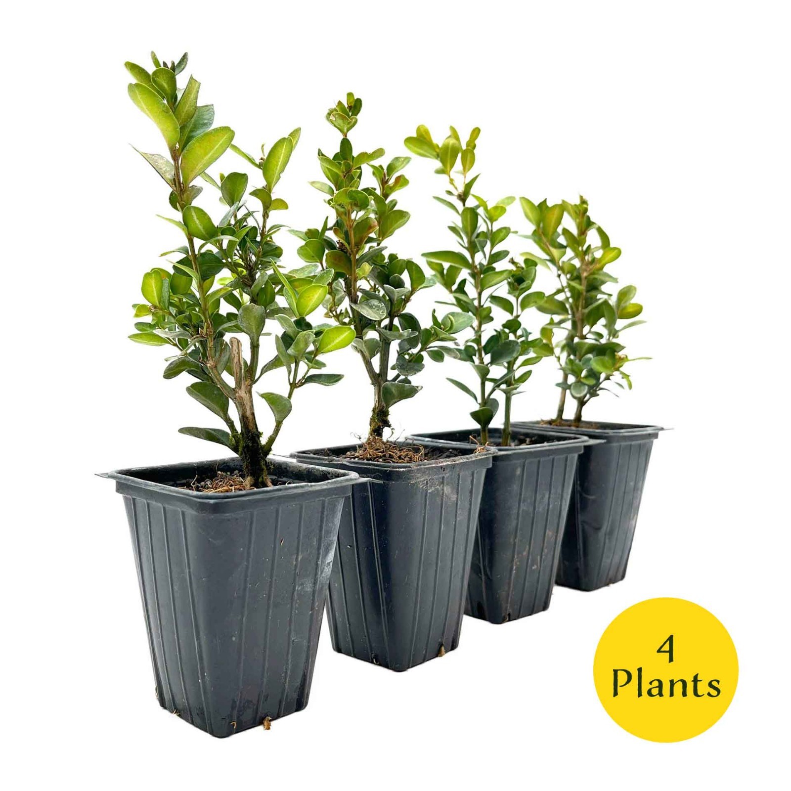 2 Highlander Boxwood Plants in 3.5″ Cube | Dense Evergreen Privacy Shrub (Buxus)