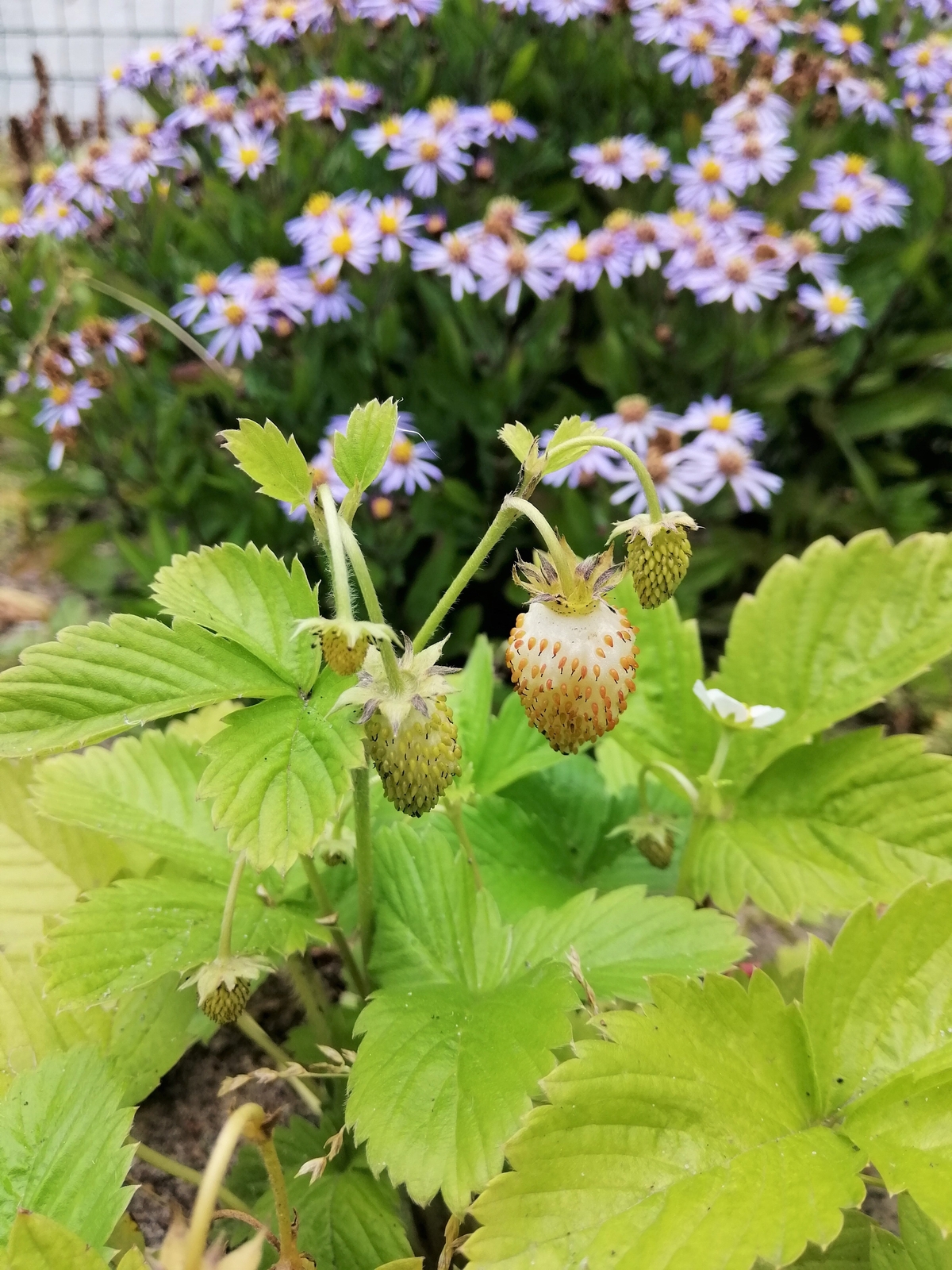 100 YELLOW WONDER STRAWBERRY Everbearing Heirloom Fragaria Vesca Fruit Seeds