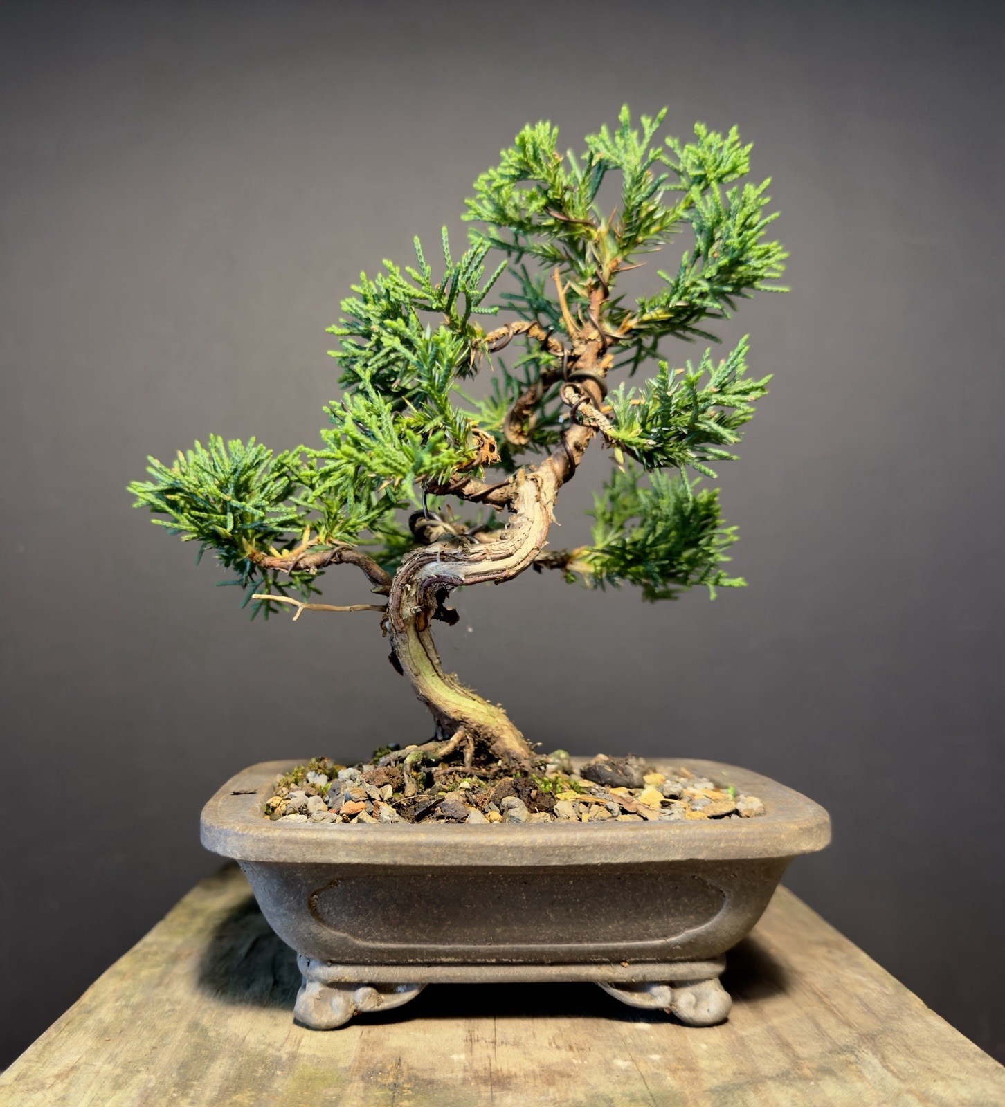 Shimpaku Mame Bonsai Itoigawa 8” Tall Jin/Shari, Yixing pot W Chop