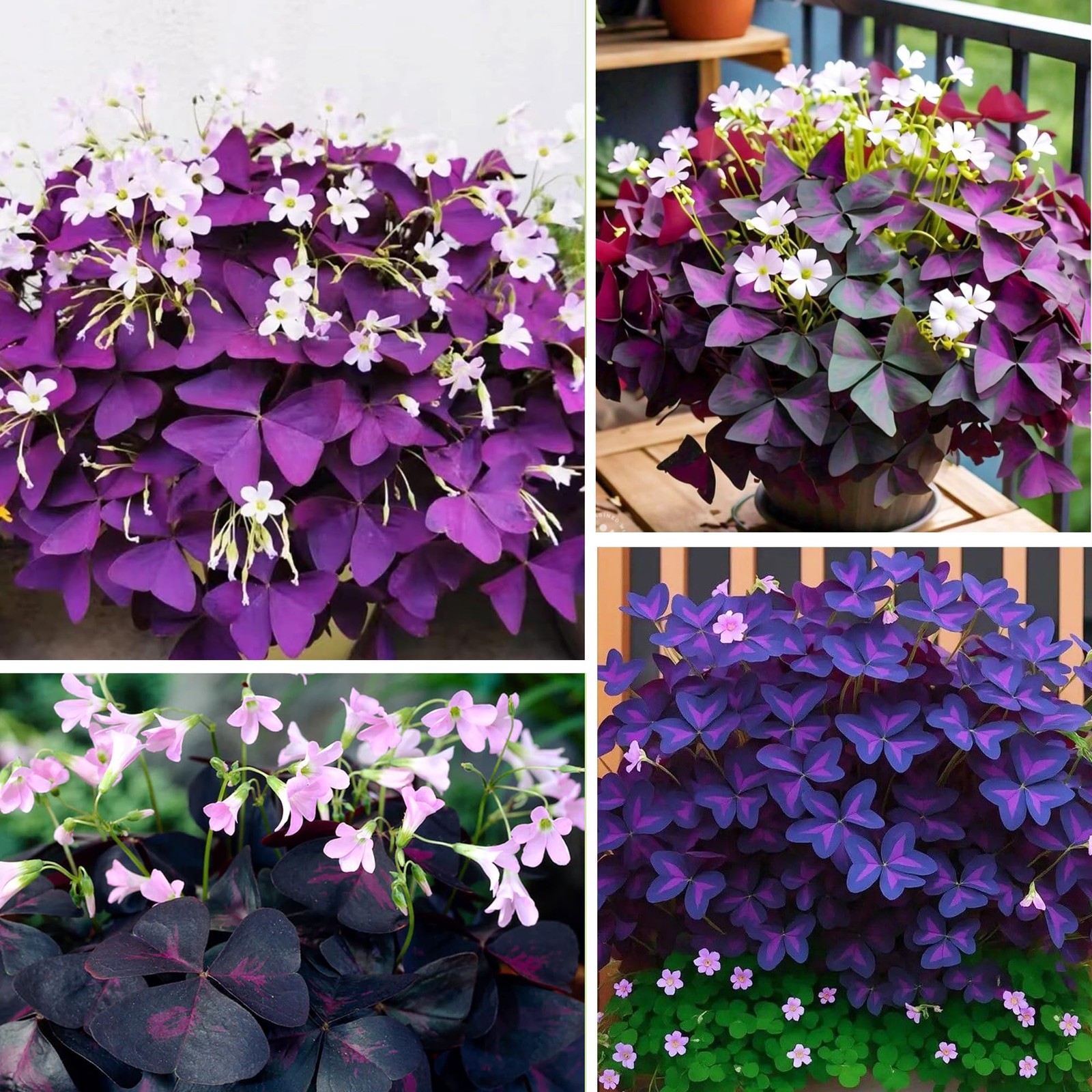 12+Oxalis Triangularis Flowers Seed for Planting Indoors Purple