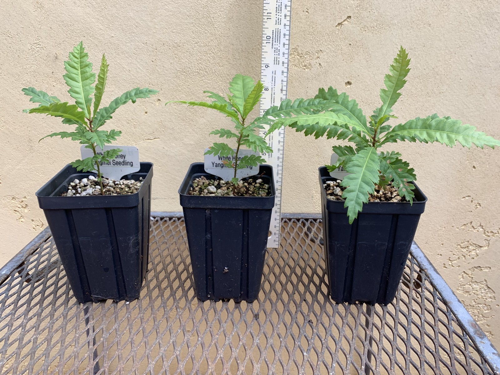 Yangmei Seedling, Trees, Plants, Dongkui, White Honey