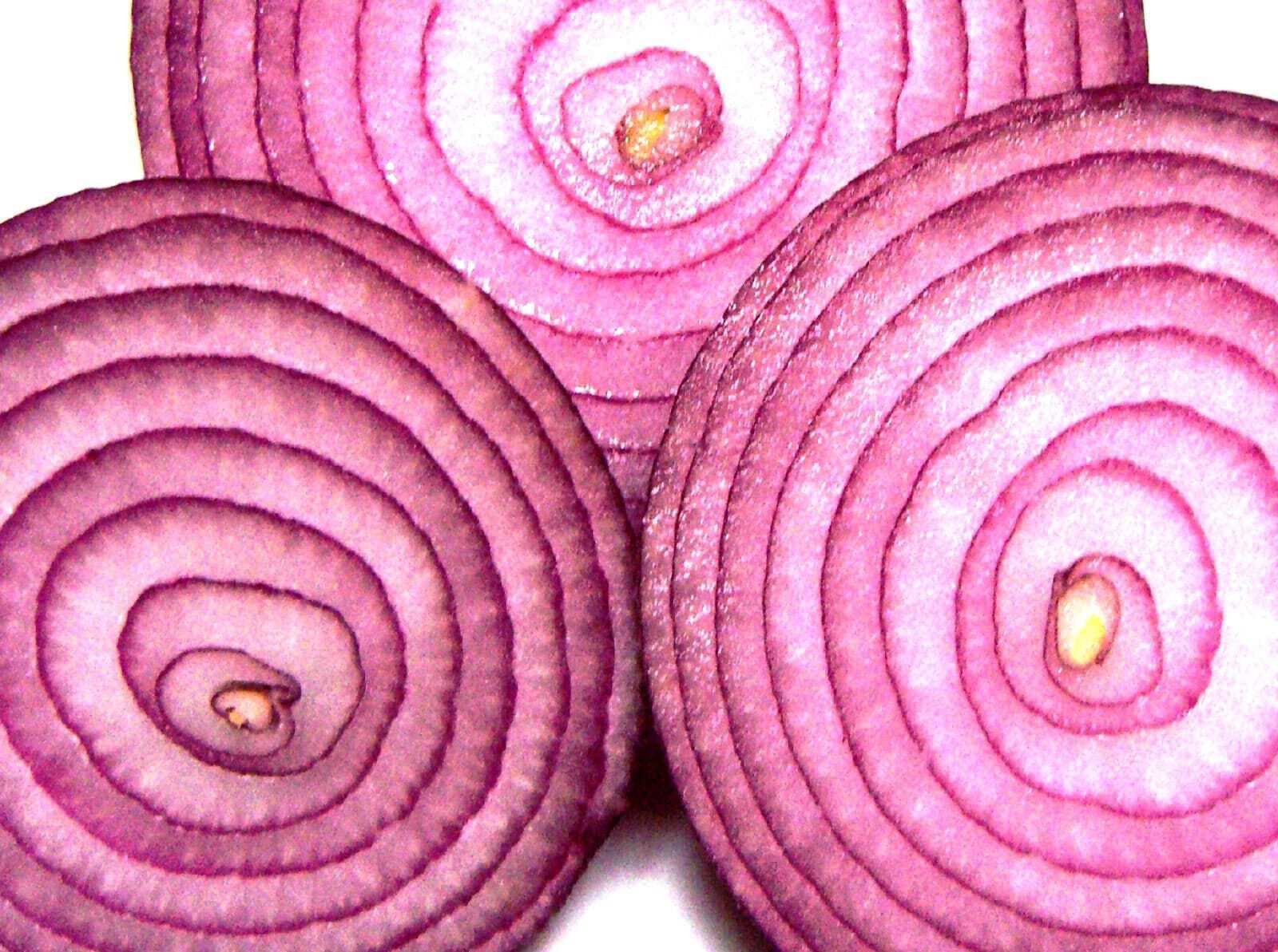 250 RED CREOLE ONION Spicy Cajun Short Day Allium Cepa Vegetable Seeds