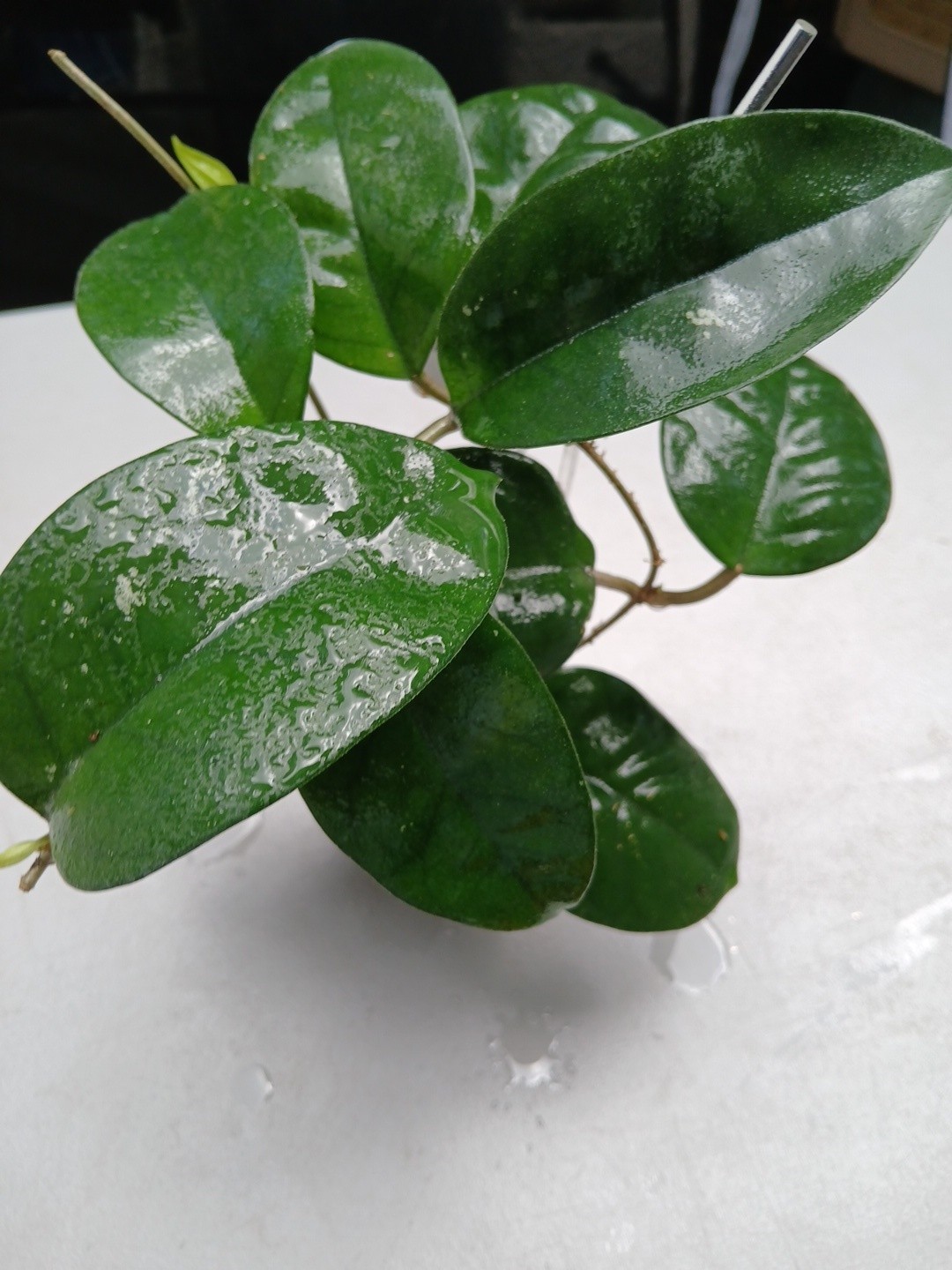 #379- HOYA FUNGI I LIVE PLANT, LARGE LEAF, LARGE PLANT,