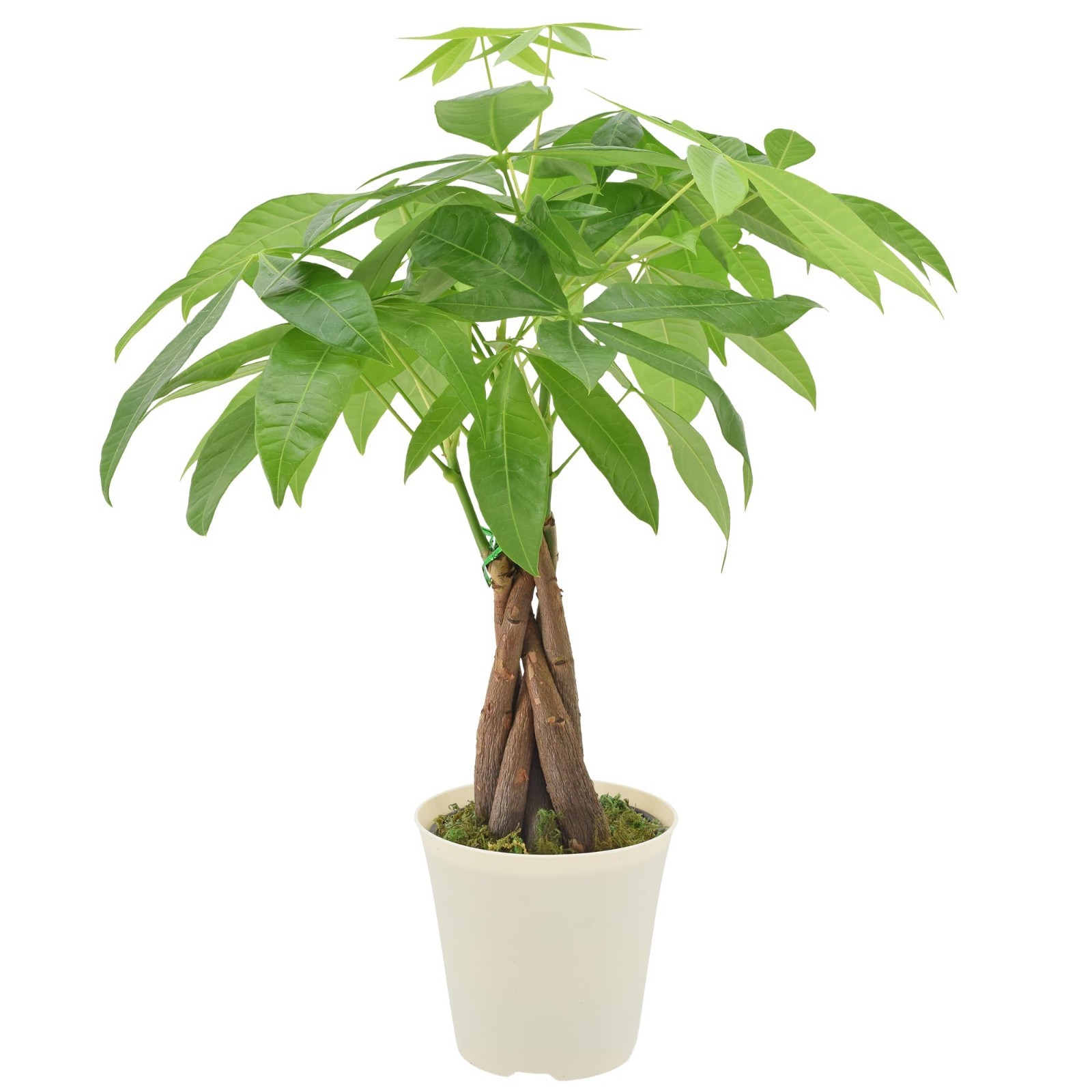Live Braided Money Tree Indoor Houseplant – Pachira Aquatica, 4in Beige Pot, Tro