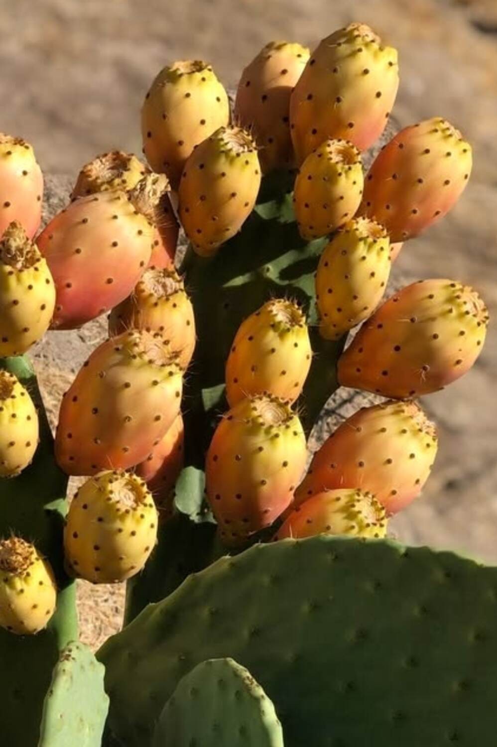 Spineless Prickly Pear Cactus Pads | Opuntia ficus-indica Cuttings | Indian Fig