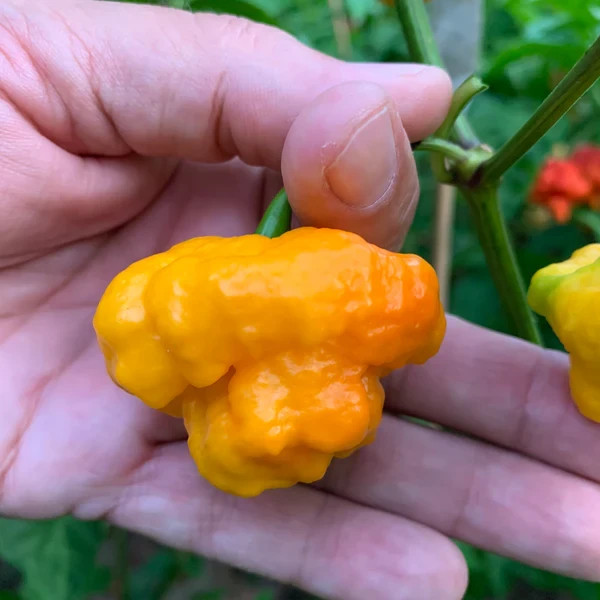 MA Warthog Yellow Pepper Seeds. Blistering Hot!!!! 10 Seeds, Free Shipping!