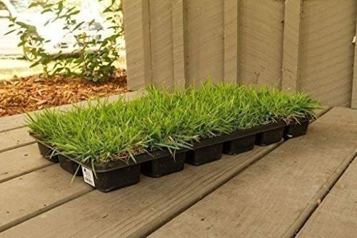 Zoysia Sod Plugs | Extra Large 3″ x 3″ Plugs | 18 Count Tray | Drought, Salt…