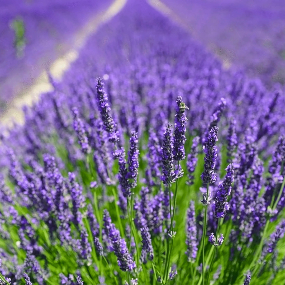 Fresh Premium Lavender Seeds | Vera | Herb | Heirloom Non-GMO | Herb Seeds