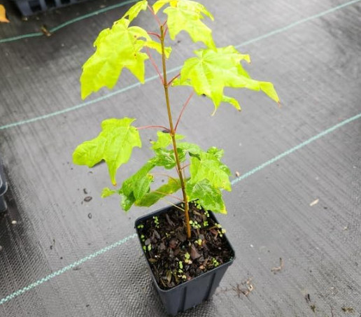 Live Sugar Maple Plant – Quart Pot – Fall Color Ornamental Landscape Tree