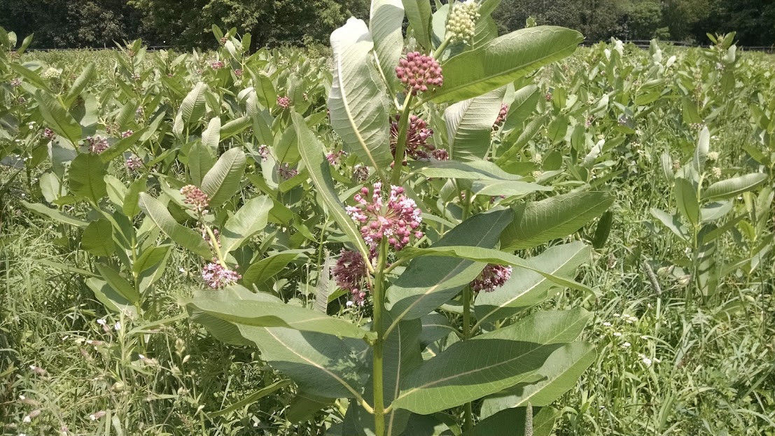9 Common Milkweed Clay Seed Balls Asclepias syriaca 2023 Organic