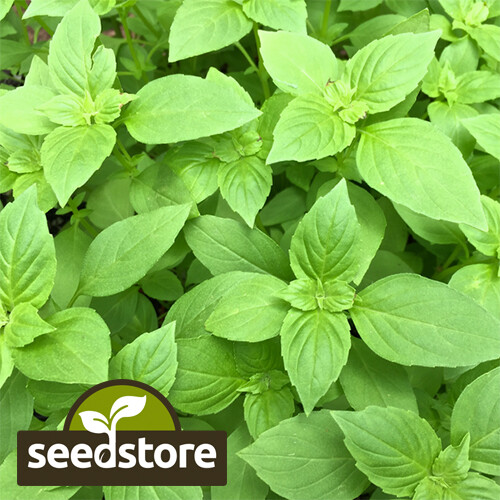 Lemon Basil Seeds | Heirloom – Non-GMO | Free Shipping | Herb Seeds | 1129