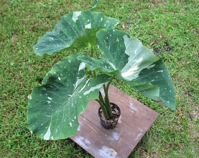 Ele Paio – Milky Way Colocasia / Elephant Ear – 1 Gallon Plant – Rare