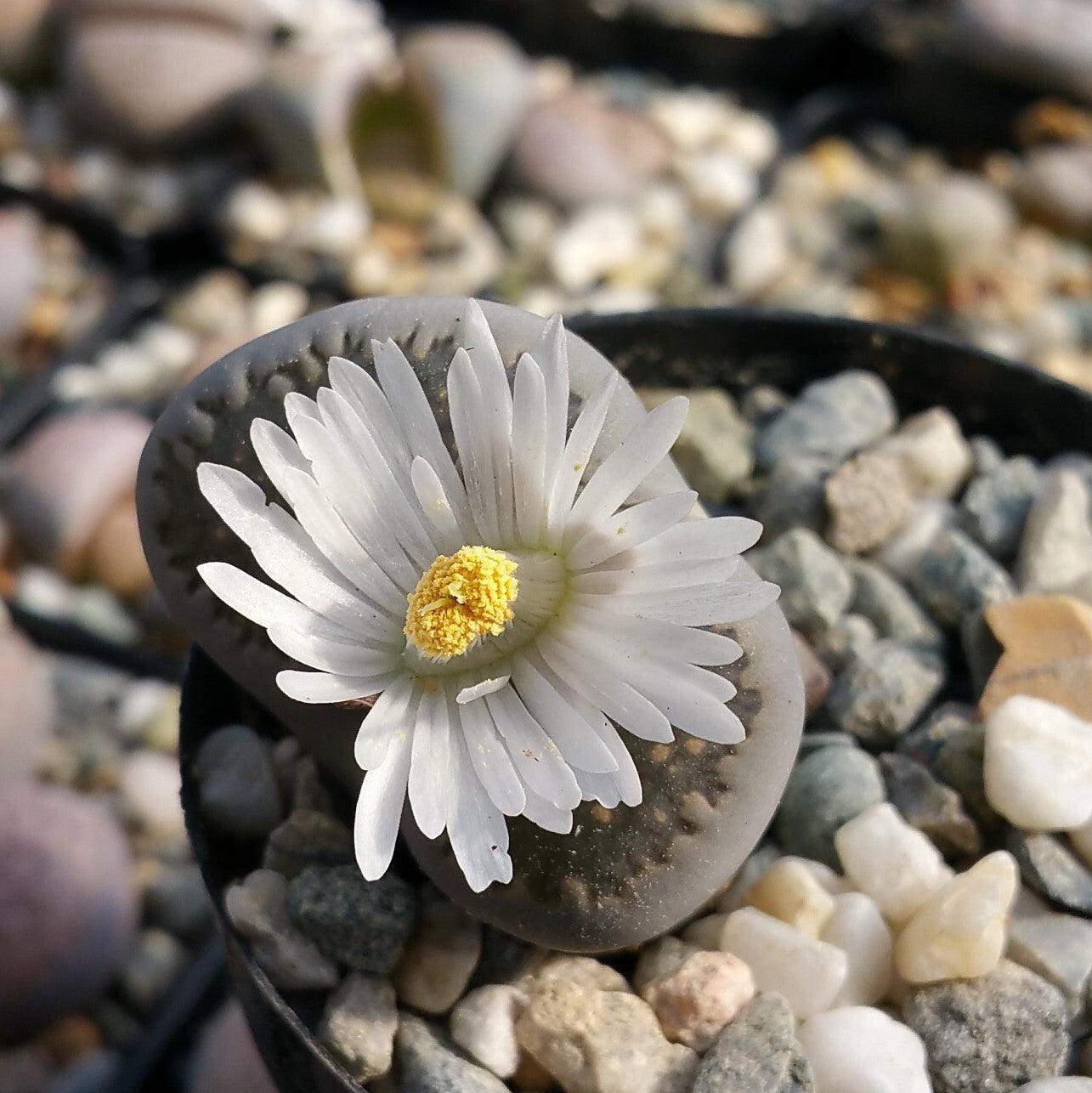 Lithops living stones cactus Cacti Succulent real live plant