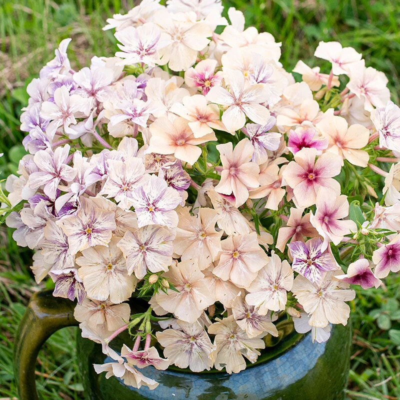 100+ Creme Brulee Phlox Seeds for Garden Planting – USA – FREE SHIPPING!