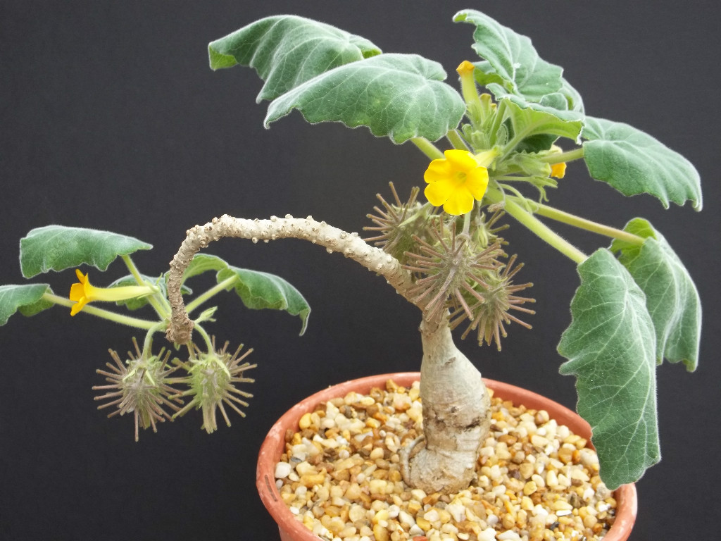 Uncarina roesliana @@ exotic rare flowering caudex rare succulents seed 5 SEEDS