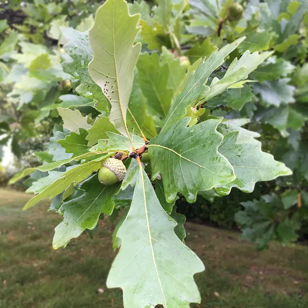 3 Swamp White Oak Tree 12-24″ Quercus bicolor Bare Root