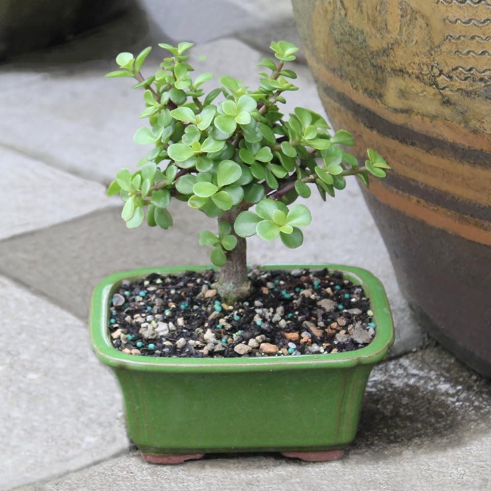 Live Dwarf Jade Bonsai Tree in a Ceramic Bonsai Pot, Indoor Succulent Housepl…