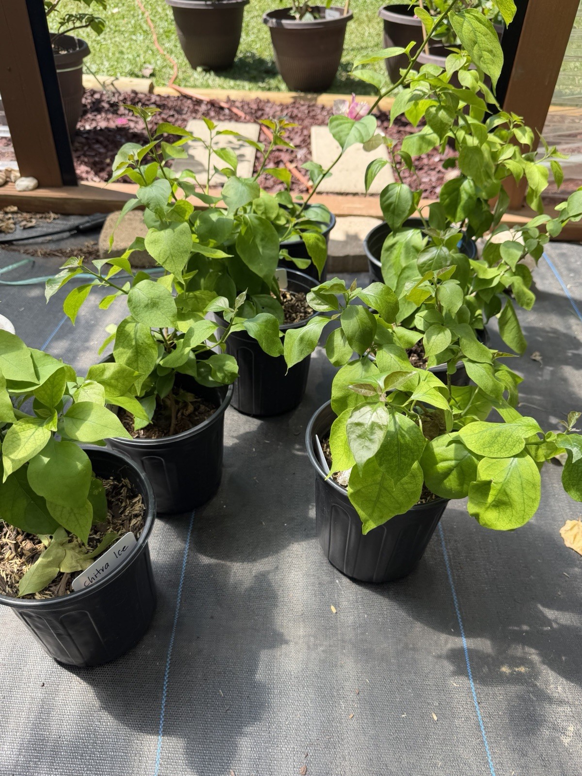 Chitra Ice live rare bougainvillea plants for sale.