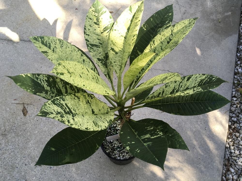 Red Blooming Variegated Leaf Plumeria rubra Frangipani Plant – ROOTED & GRAFTED