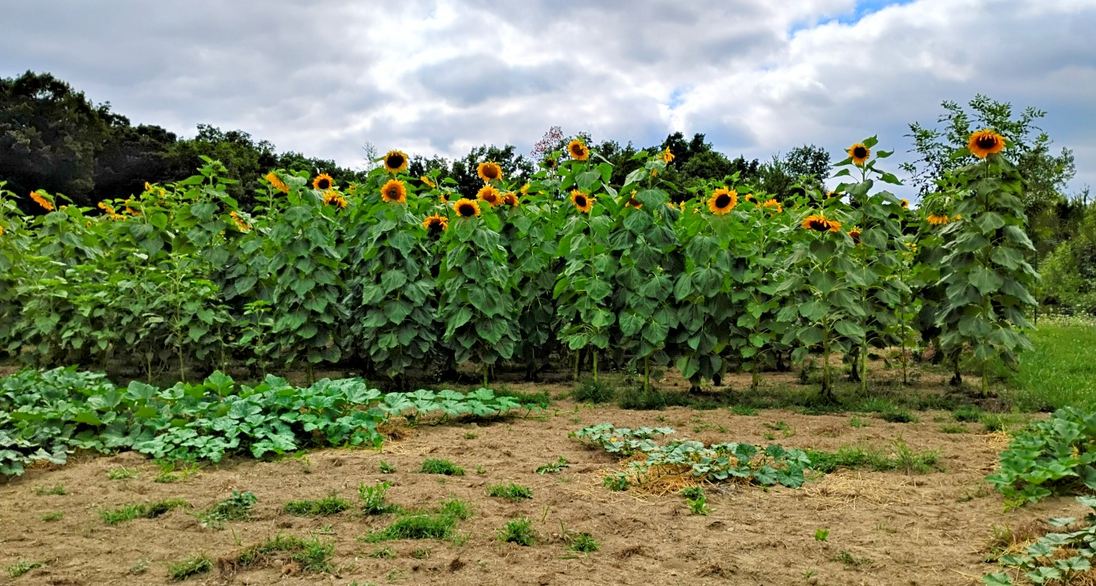 x100 Mammoth Grey Stripe Sunflowers – MICHIGAN GROWN! Organic, Heirloom, non-GMO