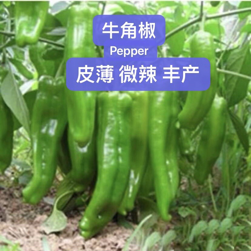 30+ Oriental Horn Hot Pepper Seeds 牛角椒种子2022年新种子