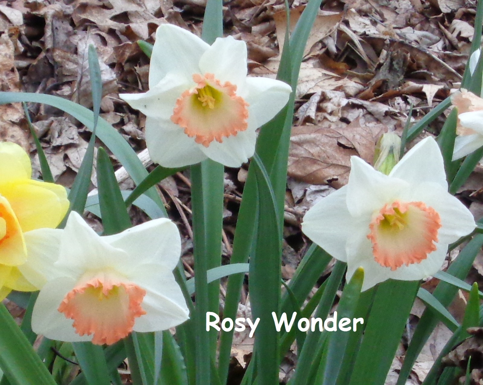 240 DAFFODIL BULBS 6 kinds incl Pink *PlsREAD* Narcissus Jonquils FromMyGarden