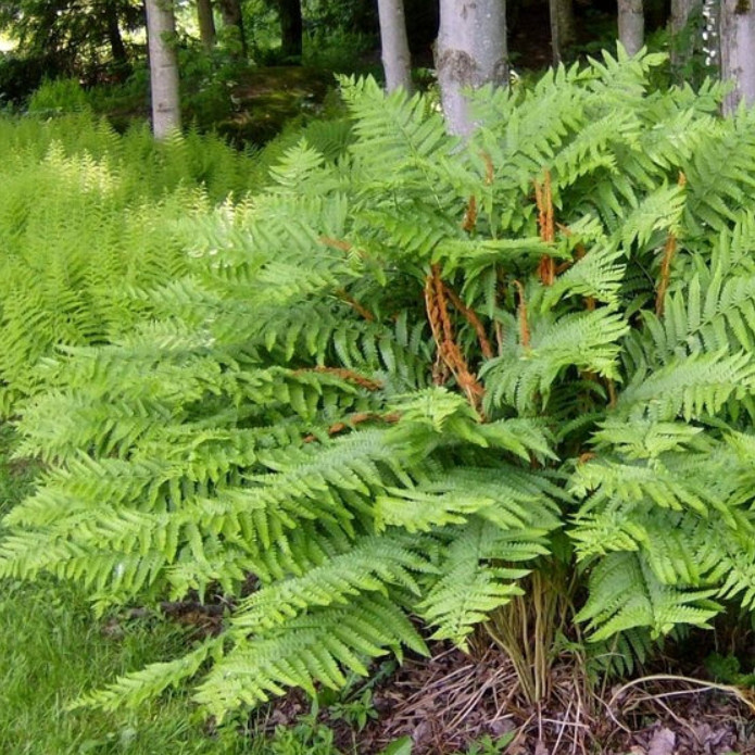 Set 5 Cinnamon Fern Rhizomes – Osmundastrum – Hardy Native Fern – Zones 3–9