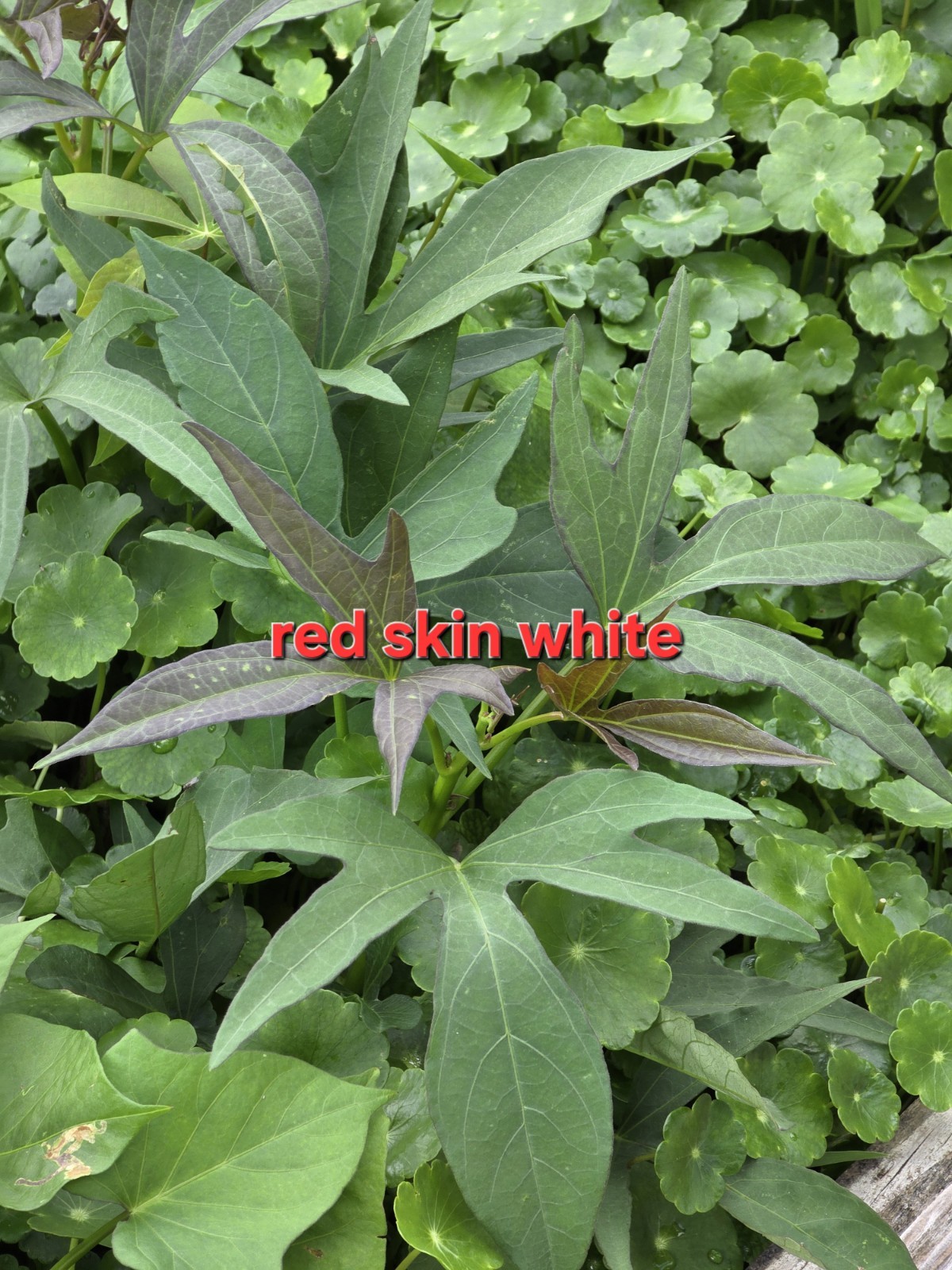 10 Red Skin White Slips Vietnam Sweet Potato-Cuttings-Khoai Lang Đỏ-Have Roots