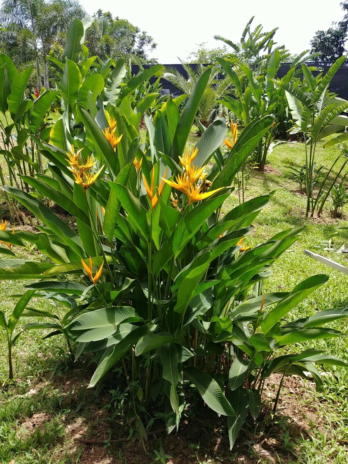 2 DWARF HELICONIA GOLDEN TORCH LIVE RHIZOMES TROPICAL PLANT