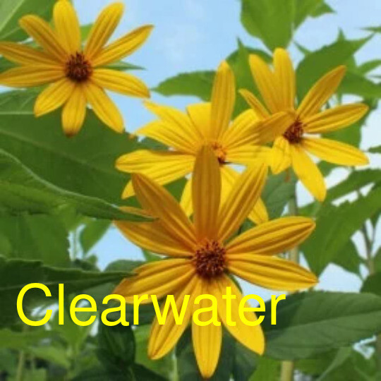 Clearwater Variety Sunchoke Tubers – Jerusalem Artichoke – Organic – Mild Flavor