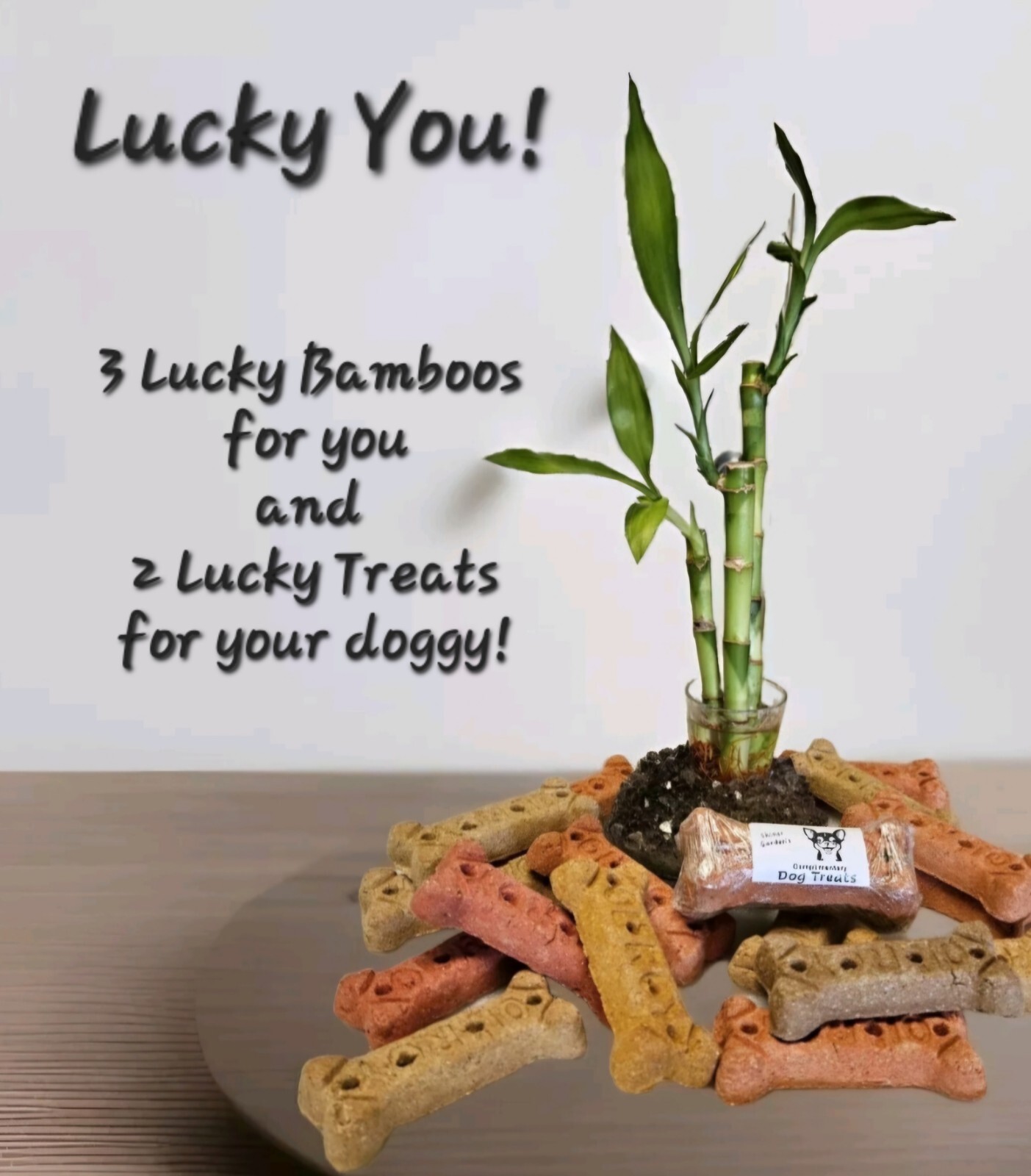 3 Live Lucky Bamboo 4″6″8″ FREE Dog Treats, Indoor Perennial Plants