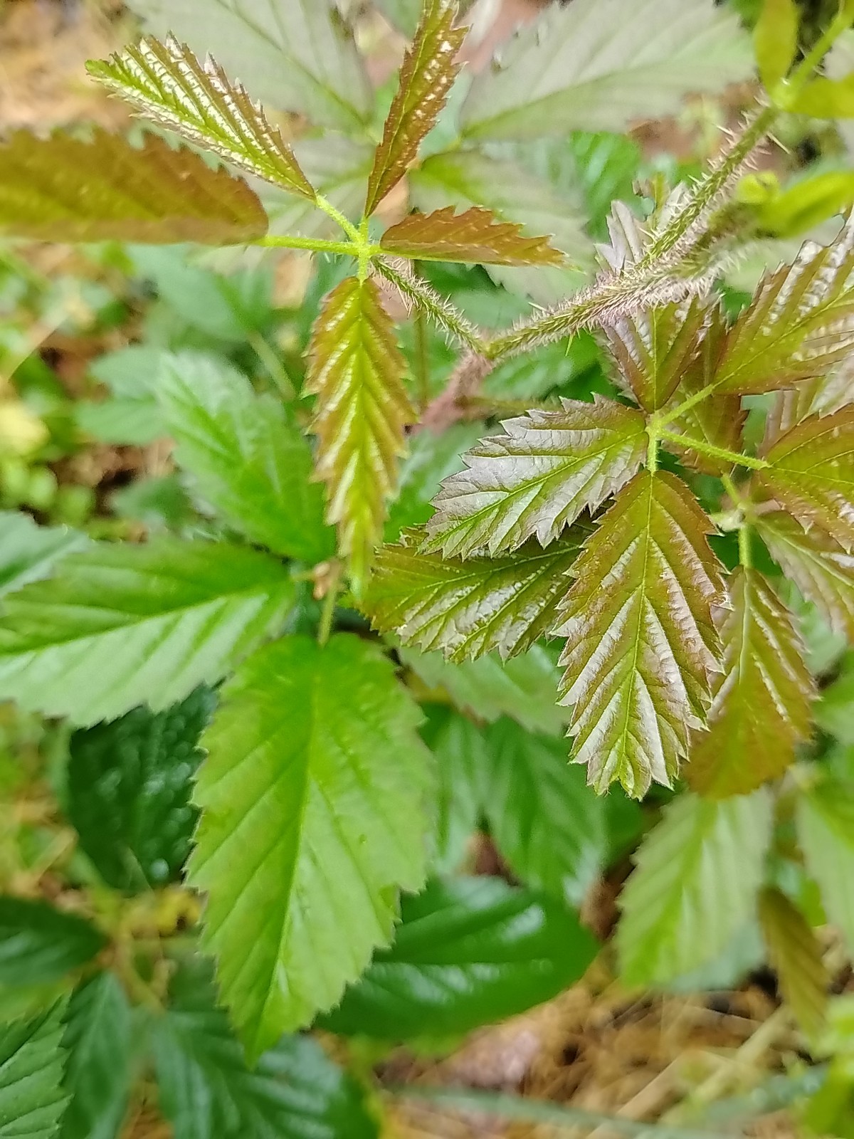 BlAck Berry