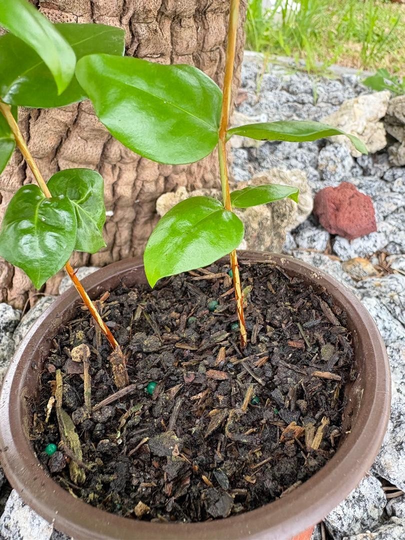 2 MO DOUBLE SURINAM CHERRY BLACK (EUGENIA UNIFLORA) LOLITA CULTIVAR (NOT GRAFT)