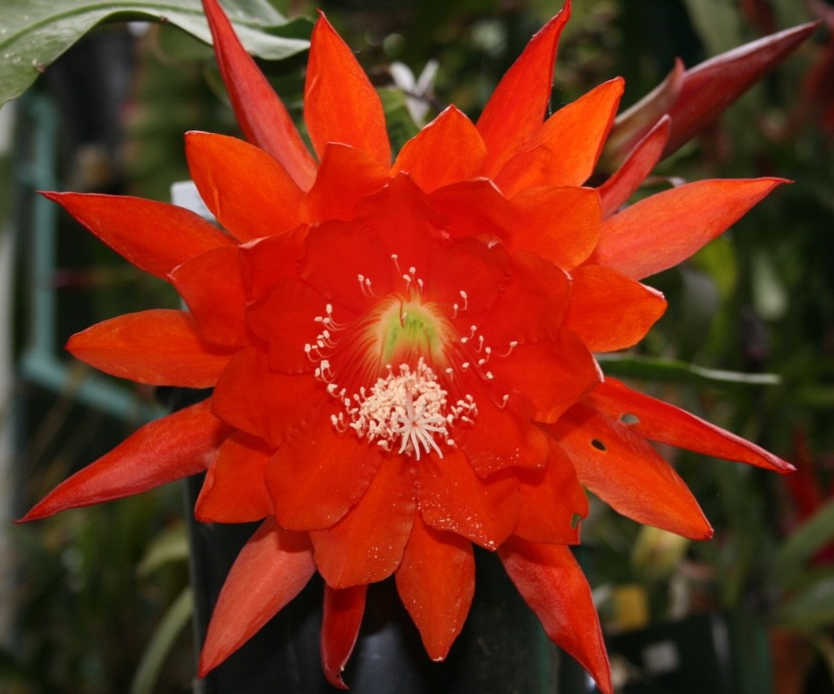 Epiphyllum, Orchid Cactus, “GRIZZLY “, Don’s Quart pots JULY/1