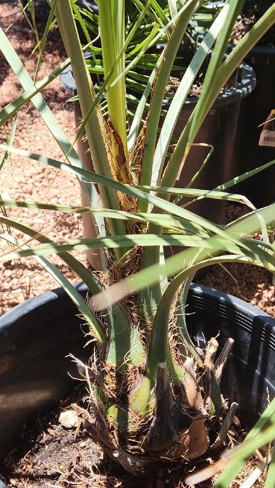 1 Jelly Pindo Palm Tree Plant (Butia capitata) Cold Hardy, 12+ Years, 52″ to 58″