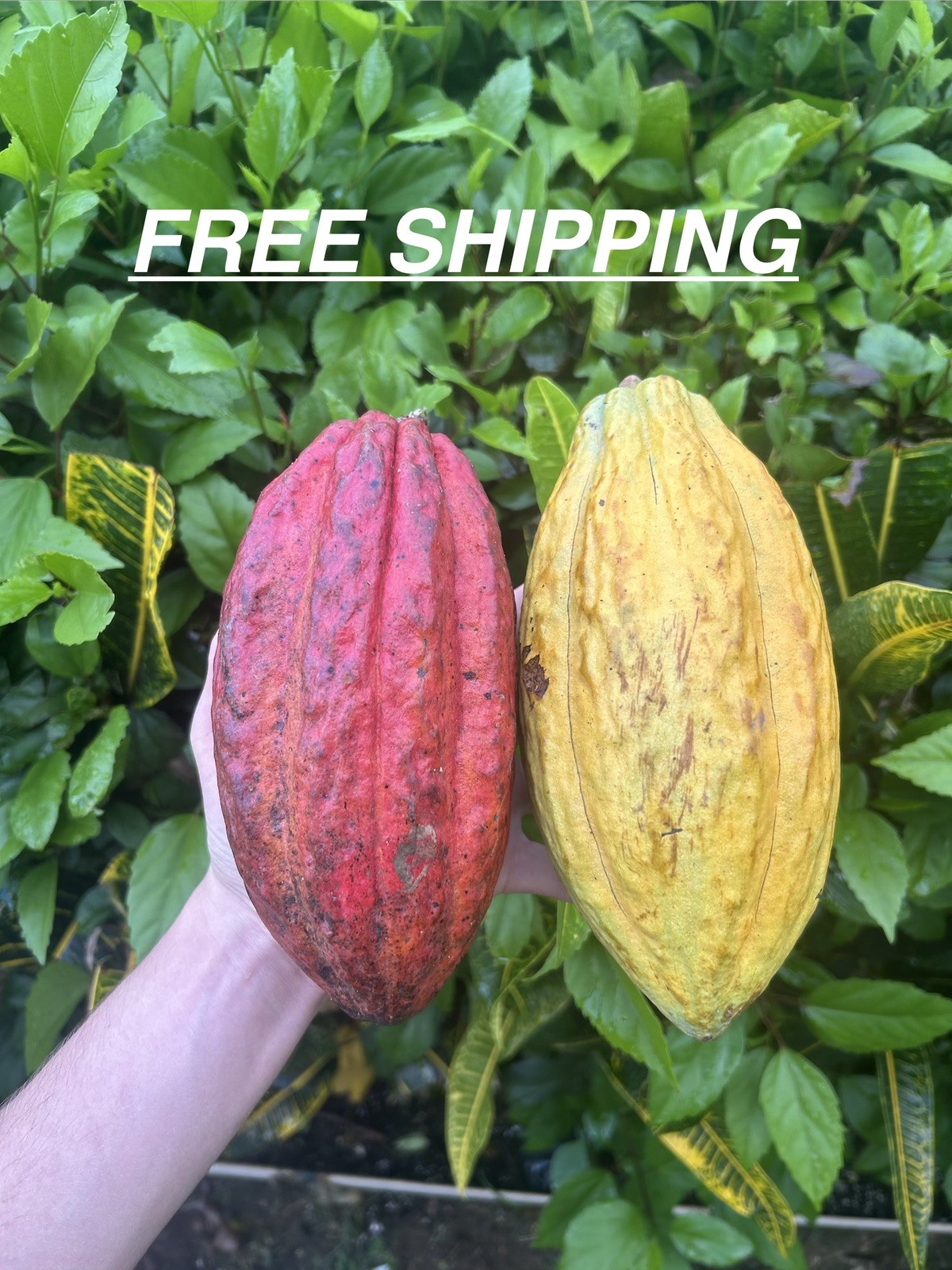 4 Fresh Organic Cacao Pods Natural Cocoa Fruit Premium Tropical Quality