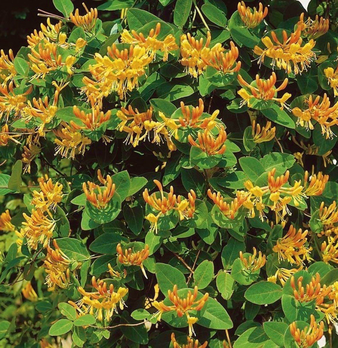 Mandarin Honeysuckle Lonicera Vine Well Rooted SMALL Starter Plant