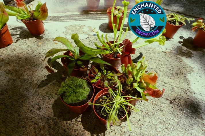 6 Random Carnivorous Plants Collection Package Deal VALUE PACK