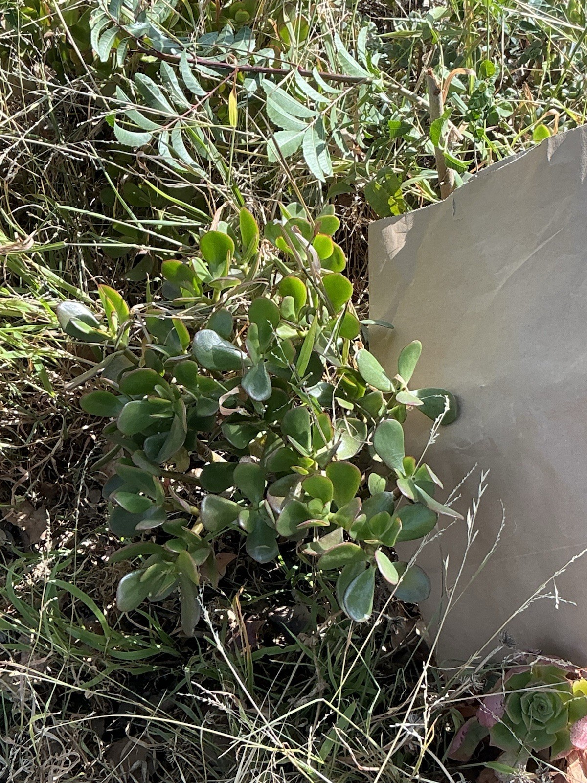 healthy jade plant with roots, Around 16” To 17” tall, rooted