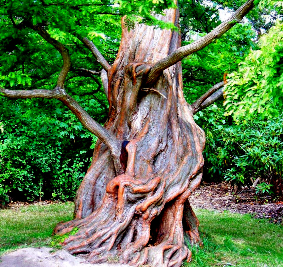 Dawn Redwood Tree Seeds (Metasequoia glyptostroboides) Fast Hardy Bonsai Plant