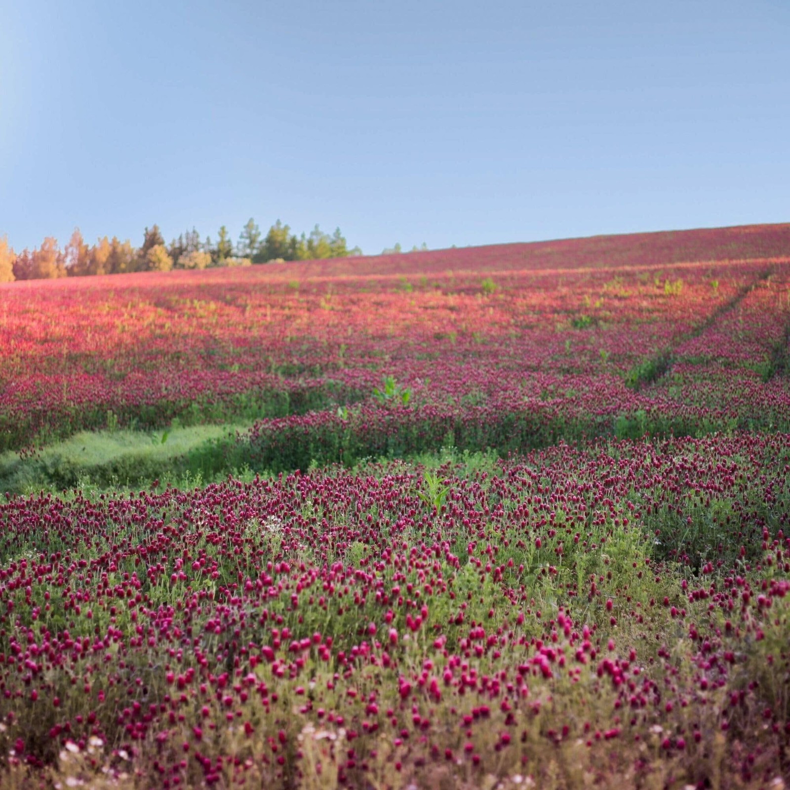 Buy 5 lb Organic Crimson Clover Seeds for Cover Crops, Forage, and Pollinators