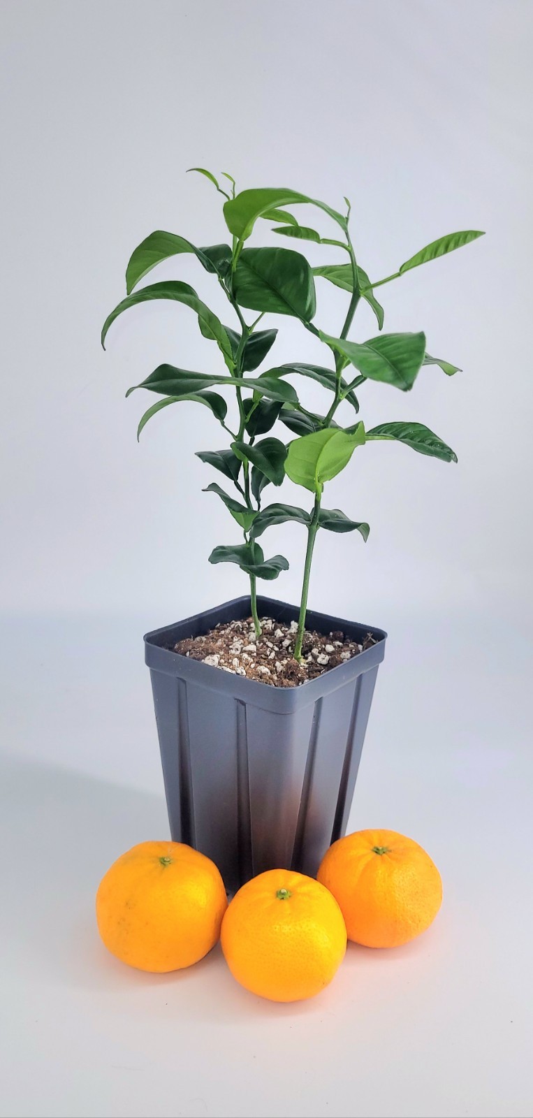 Set of 2 Satsuma Mandarin Orange trees, 6 inches To one Foot tall
