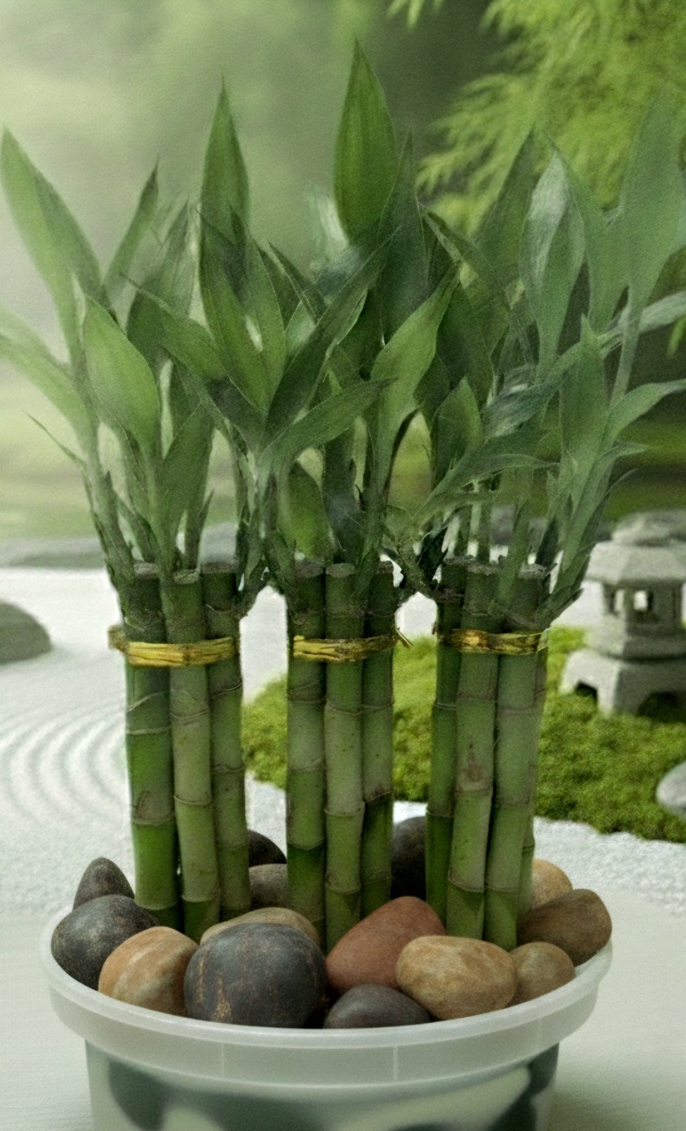 Lucky Bamboo Plants Live – 6 Stalks 8 Inches Tied in Gold Wire, Home Decor