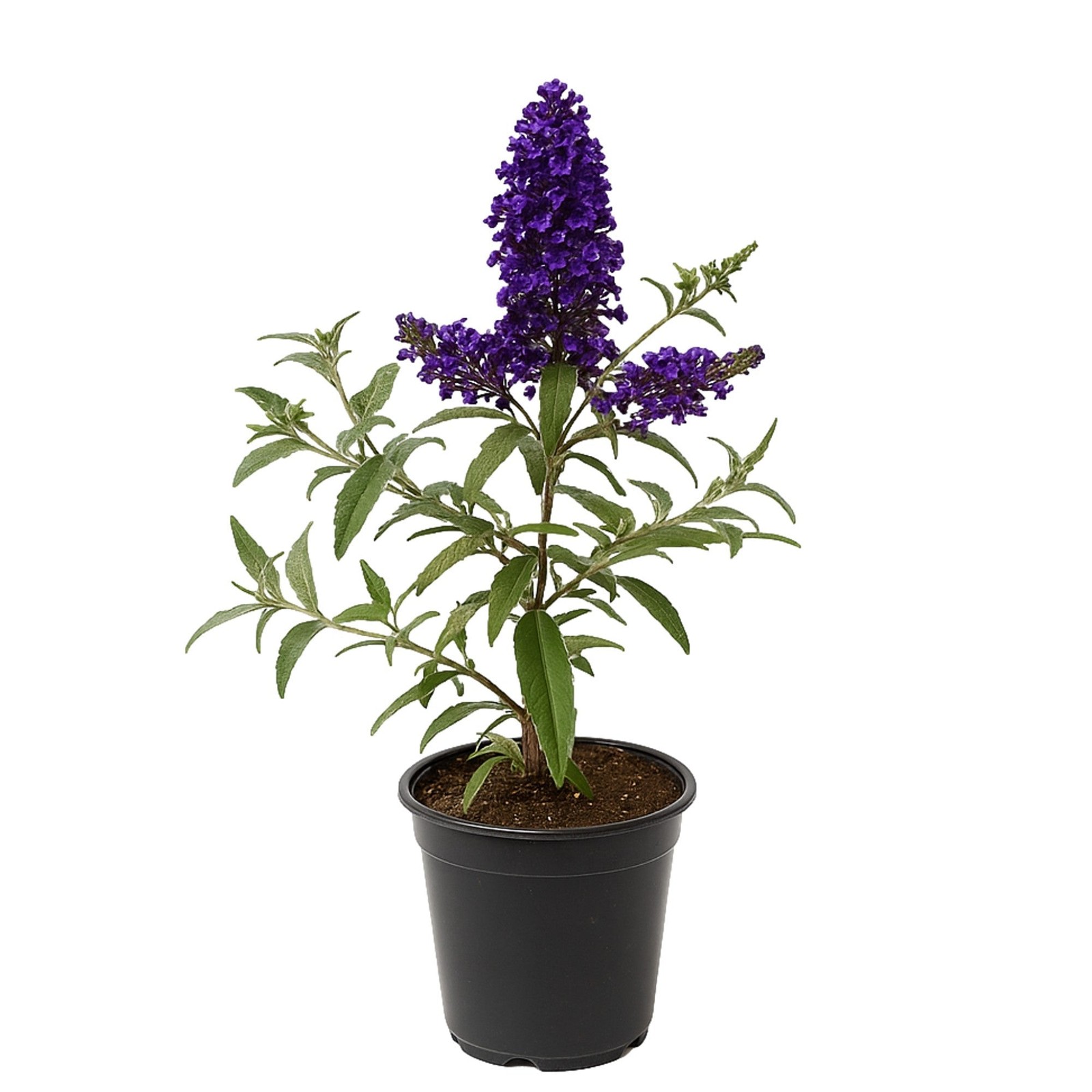 Buddleia Butterfly Bush Buzz Midnight 1 Potted Plant Rooted in Quart Pot