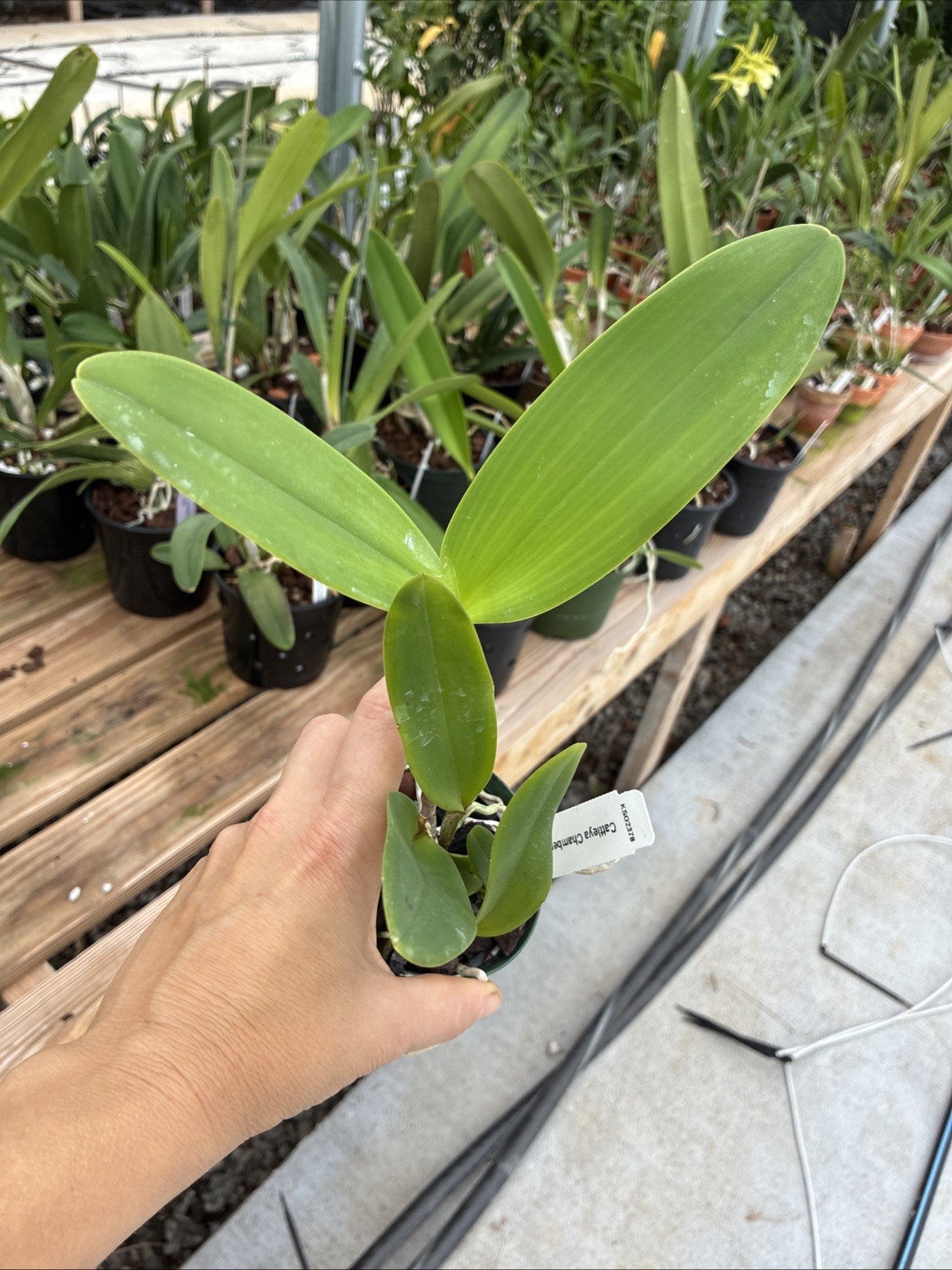 Cattleya Chamberlainiana