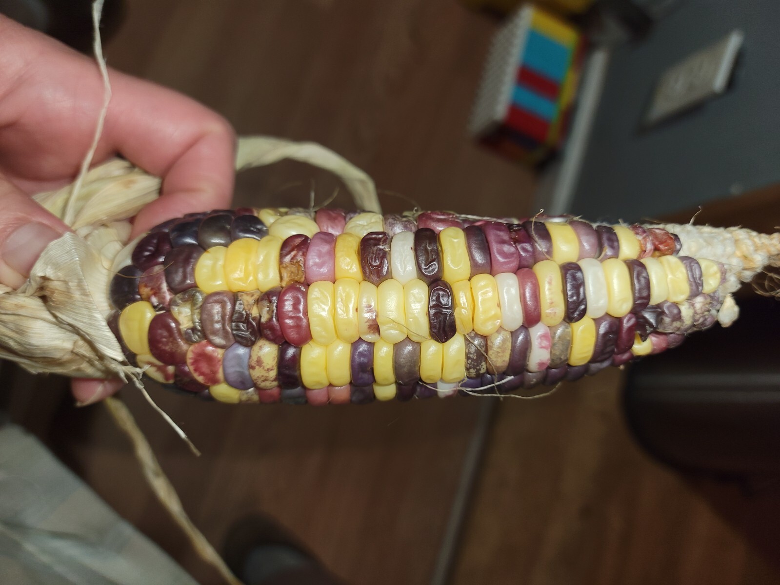 35+ ORGANIC Sweet Corn seeds Festivity USA-Grown NC. multicolor. Colored. Indian