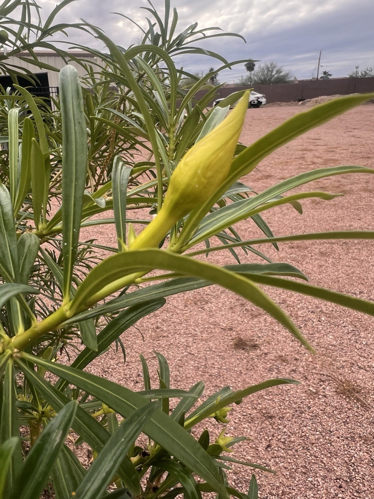 Yellow Oleander (Cascabela) Shrub Budding Plant (30 seeds) Full Sun