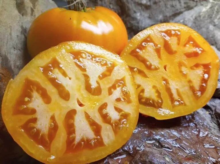 30+ Golden Jubilee Tomato Seeds —————- HEIRLOOM — ORGANIC — NON GMO