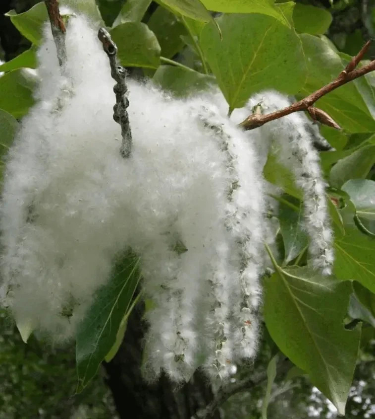 1 Eastern Cottonwood Tree 12-24″ Populus deltoides Bare Root
