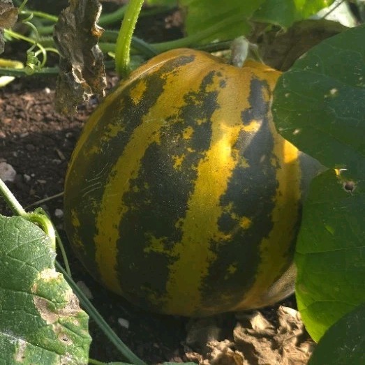 Mango lemom Seedling Live Plant – Edible Climbing Outdoor Yellow Green